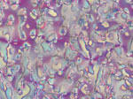 Liquid Crystal MBBA (P-methoxy Benzylidene P-n Butyl Aniline) > Olympus BX53-P | Research Polarising Microscope | Life Science Microscopes > Polarising Microscopes,Olympus Life Science Microscopes
