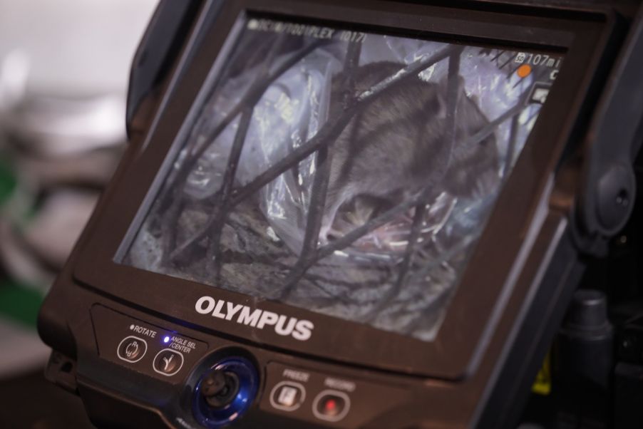 Rata de alcantarilla o rata parda visualizada en la pantalla de un videoscopio IPLEX