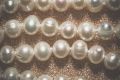 Freshwater pearls necklace